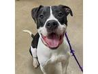 Oreo Mcflurry The Cuddle Buddy, American Pit Bull Terrier For Adoption In