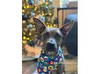 Rue, American Staffordshire Terrier For Adoption In Marysville, Washington