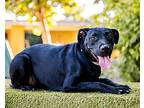 Roma, Labrador Retriever For Adoption In Anacortes, Washington