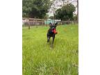 Benji, Labrador Retriever For Adoption In Palm City, Florida