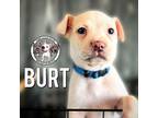 Burt Grace, Labrador Retriever For Adoption In Marysville, Washington