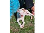 Janet Waller, American Pit Bull Terrier For Adoption In Marysville, Washington