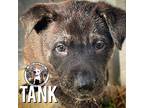 Tank Lily, Labrador Retriever For Adoption In Marysville, Washington
