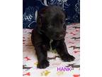 Hank 2953, Labrador Retriever For Adoption In Stephens City, Virginia