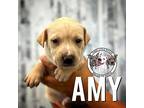 Amy Grace, Labrador Retriever For Adoption In Marysville, Washington