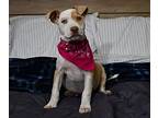 Dasher Sims Boswell, American Pit Bull Terrier For Adoption In Marysville