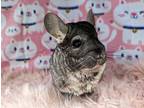 Pippen, Chinchilla For Adoption In Chino, California