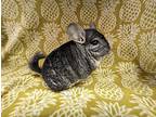 Chern, Chinchilla For Adoption In Chino, California