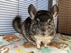 Chinchi, Chinchilla For Adoption In Chino, California