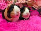 Madeline & Shortcake, Guinea Pig For Adoption In Chino, California