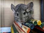 Lisa, Chinchilla For Adoption In Chino, California