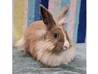 Bowie & Star, Lionhead For Adoption In Chino, California