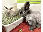 Rumi, Lionhead For Adoption In Seattle, Washington