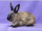 Blossom / Coco, Lionhead For Adoption In Lewisville, Texas
