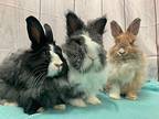 Penguin&fluffy Puffy&sunkiss, Lionhead For Adoption In Chino, California