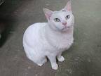 Isis, Domestic Shorthair For Adoption In Pittsboro, North Carolina