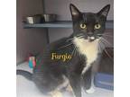 Furgie, Domestic Shorthair For Adoption In Knoxville, Iowa