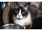Sophie 2 (in Foster), Snowshoe For Adoption In Pittsboro, North Carolina