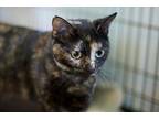 Katrina, Domestic Shorthair For Adoption In Pittsboro, North Carolina