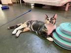 Mara, Domestic Shorthair For Adoption In Pittsboro, North Carolina