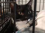 Salem, Domestic Shorthair For Adoption In Pittsboro, North Carolina