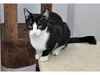 Pixie, Domestic Shorthair For Adoption In Coupeville, Washington