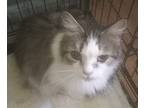 Pride, Domestic Longhair For Adoption In West Warwick, Rhode Island