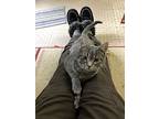 Feline Emmaline, Domestic Shorthair For Adoption In Remus, Michigan