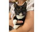 Betty, Domestic Shorthair For Adoption In Camden, South Carolina