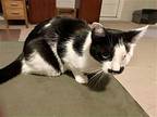 Purriwinkle, Domestic Shorthair For Adoption In Camden, South Carolina