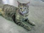 Violet 1 (sponsored), Domestic Shorthair For Adoption In Pittsboro