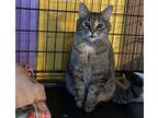 Anya, Domestic Shorthair For Adoption In Pittsboro, North Carolina