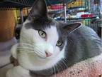 Clyde (sponsored), Domestic Shorthair For Adoption In Pittsboro, North Carolina