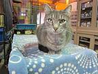 Riley, Domestic Shorthair For Adoption In Pittsboro, North Carolina