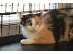 Coral 2, Domestic Mediumhair For Adoption In Pittsboro, North Carolina