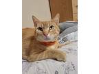 Ron, Domestic Shorthair For Adoption In Shakespeare, Ontario