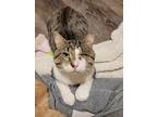 Jack, Domestic Shorthair For Adoption In Shakespeare, Ontario