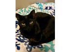 Coco, Domestic Shorthair For Adoption In Henderson, Nevada