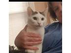 Bozena, Domestic Shorthair For Adoption In Lombard, Illinois