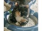 Liza, Calico For Adoption In Henderson, Nevada