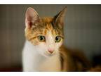 Callista, Domestic Shorthair For Adoption In Pittsboro, North Carolina