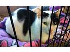 Majestic, Domestic Shorthair For Adoption In Pittsboro, North Carolina