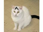 Delilah, Domestic Shorthair For Adoption In Victoria, Minnesota