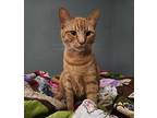 Sir Cheddar Cheez-it, Domestic Shorthair For Adoption In Bardstown, Kentucky