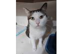 Lily, Domestic Shorthair For Adoption In Monterey, Virginia