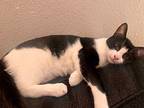 Milo Ii, Domestic Shorthair For Adoption In Lewisville, Texas