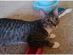 Claire, Domestic Shorthair For Adoption In Lewisville, Texas