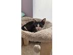 Willow, Domestic Shorthair For Adoption In Lewisville, Texas