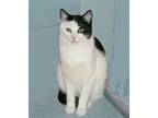 Jr, Domestic Shorthair For Adoption In Victoria, Minnesota