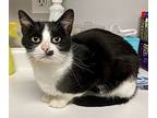 Charity, Domestic Shorthair For Adoption In Louisa, Kentucky